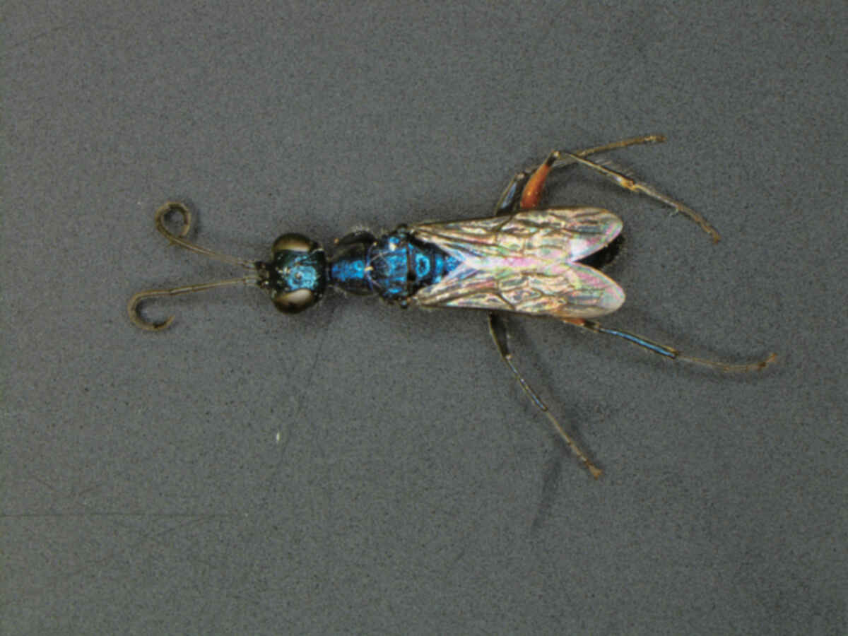 SMZ1270 Dynamic Zoom