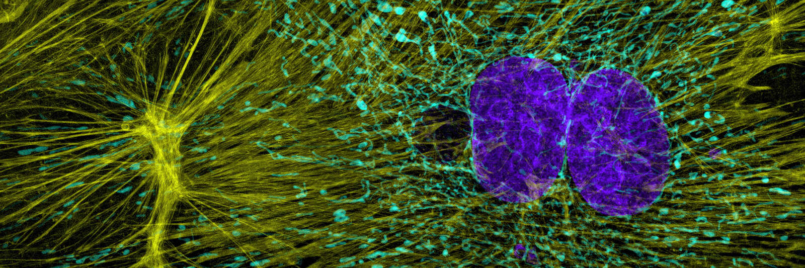 2D Imaging | Applications | Nikon BioImaging Lab - USA | Nikon ...