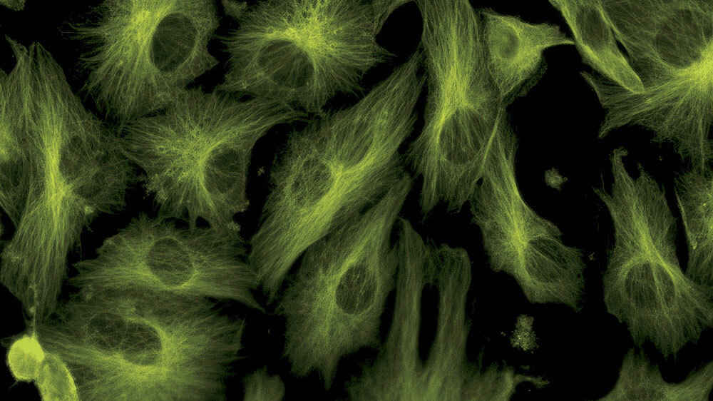 Regenerative Medicine | Life Sciences | Solutions | Nikon