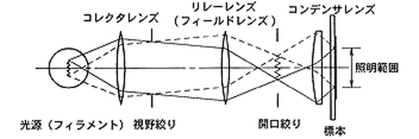 顕微鏡の照明法 | 学ぶ・知る | 株式会社ニコンソリューションズ