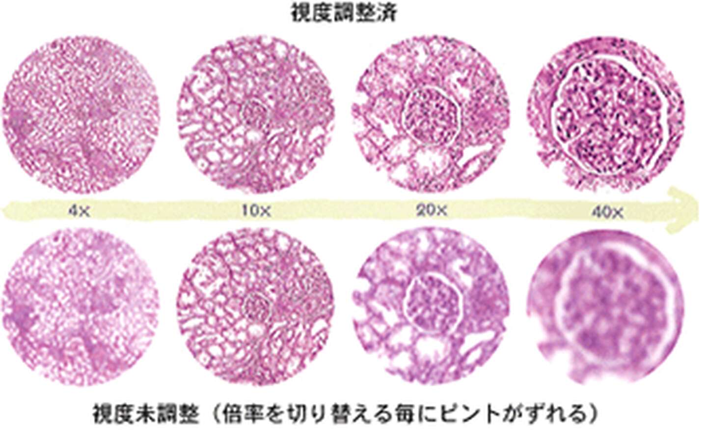 ブランドサイト （整備調整済）ニコン正立明視野顕微鏡＋おまけ（格納