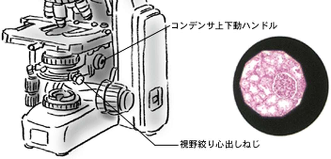 明視野観察 | 顕微鏡の観察法 | 株式会社ニコンソリューションズ
