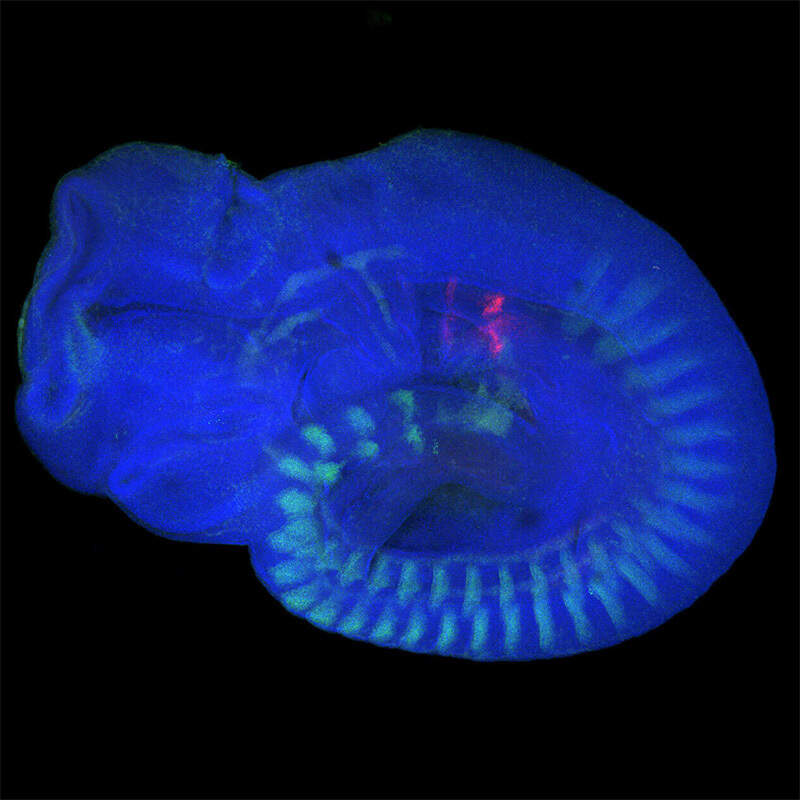 Cleared mouse embryo stage E9.5 stained for nuclei (blue), somites ...