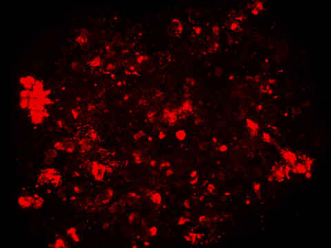 2D or 3D Toxicology, Uptake, and Viability Studies | Applications ...