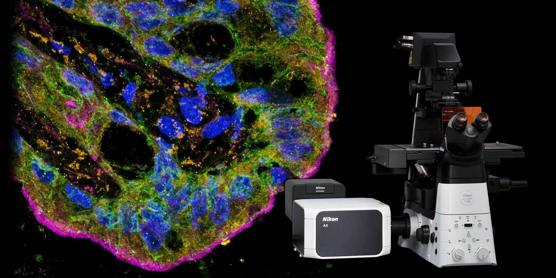 Image of Nikon's AX R with NSPARC Confocal-based Super-Resolution Microscope
