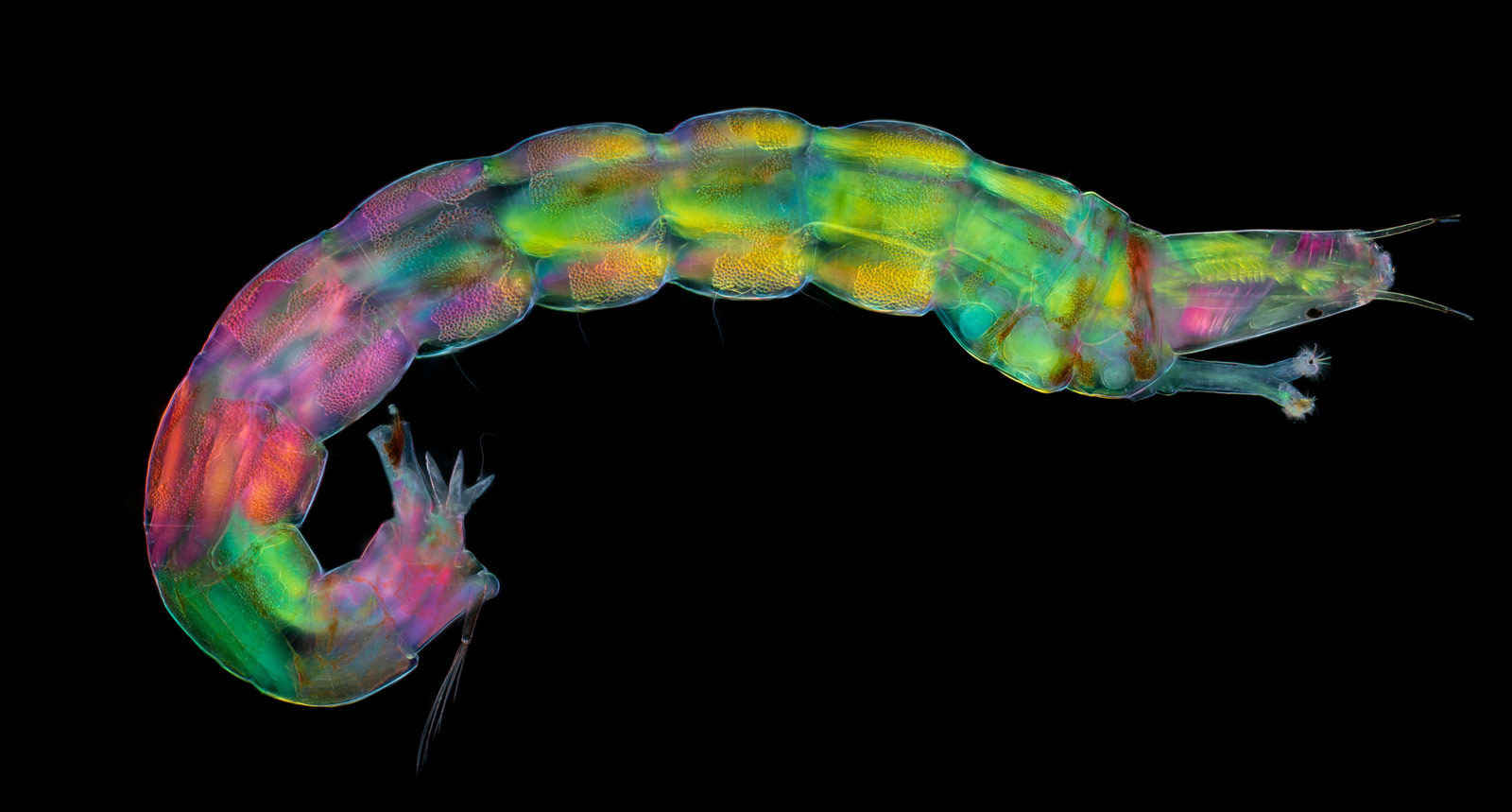 Nikon Small World Call for Entries - Image of a Midge Larva
