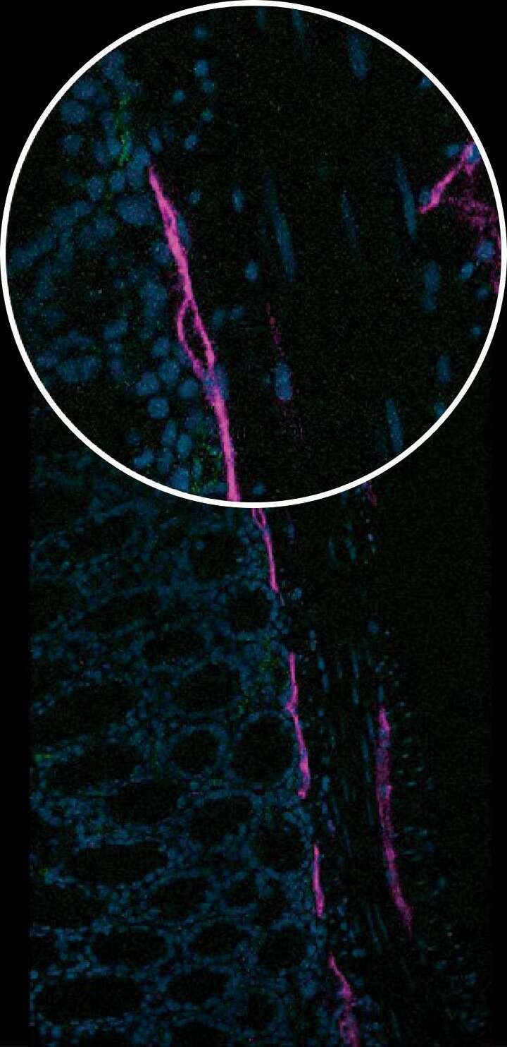 Comprehensive Imaging Software | AX / AX R with NSPARC | Confocal and ...
