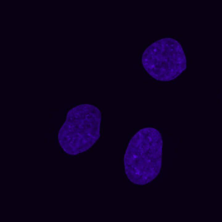 NIR | AX / AX R with NSPARC | Confocal and Multiphoton Microscopes 