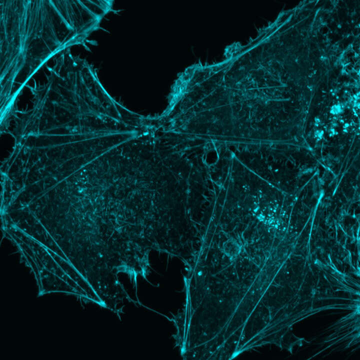 NIR | AX / AX R with NSPARC | Confocal and Multiphoton Microscopes 