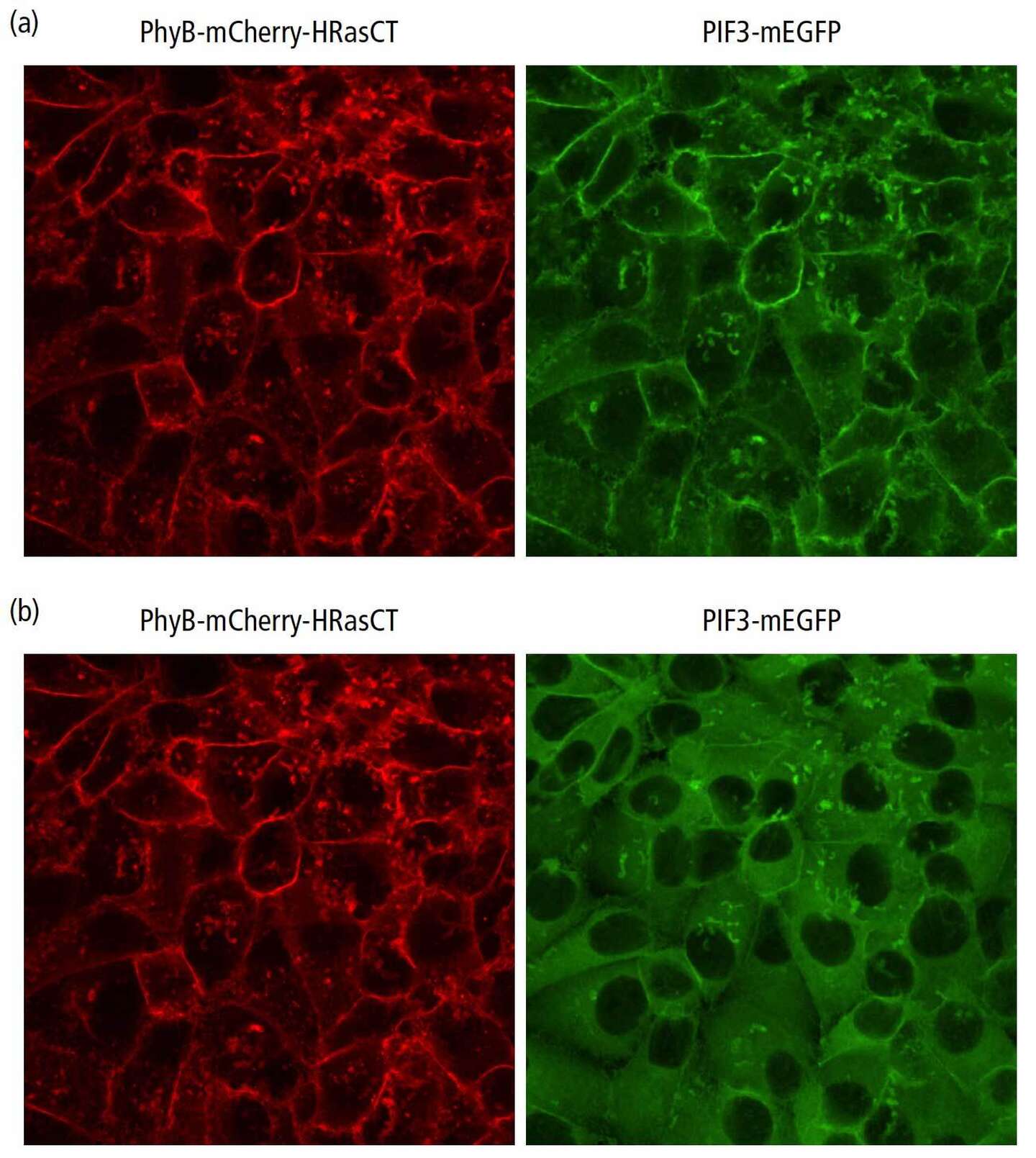 Photostimulation Time-lapse Imaging Of Live HeLa Cells Using Confocal ...