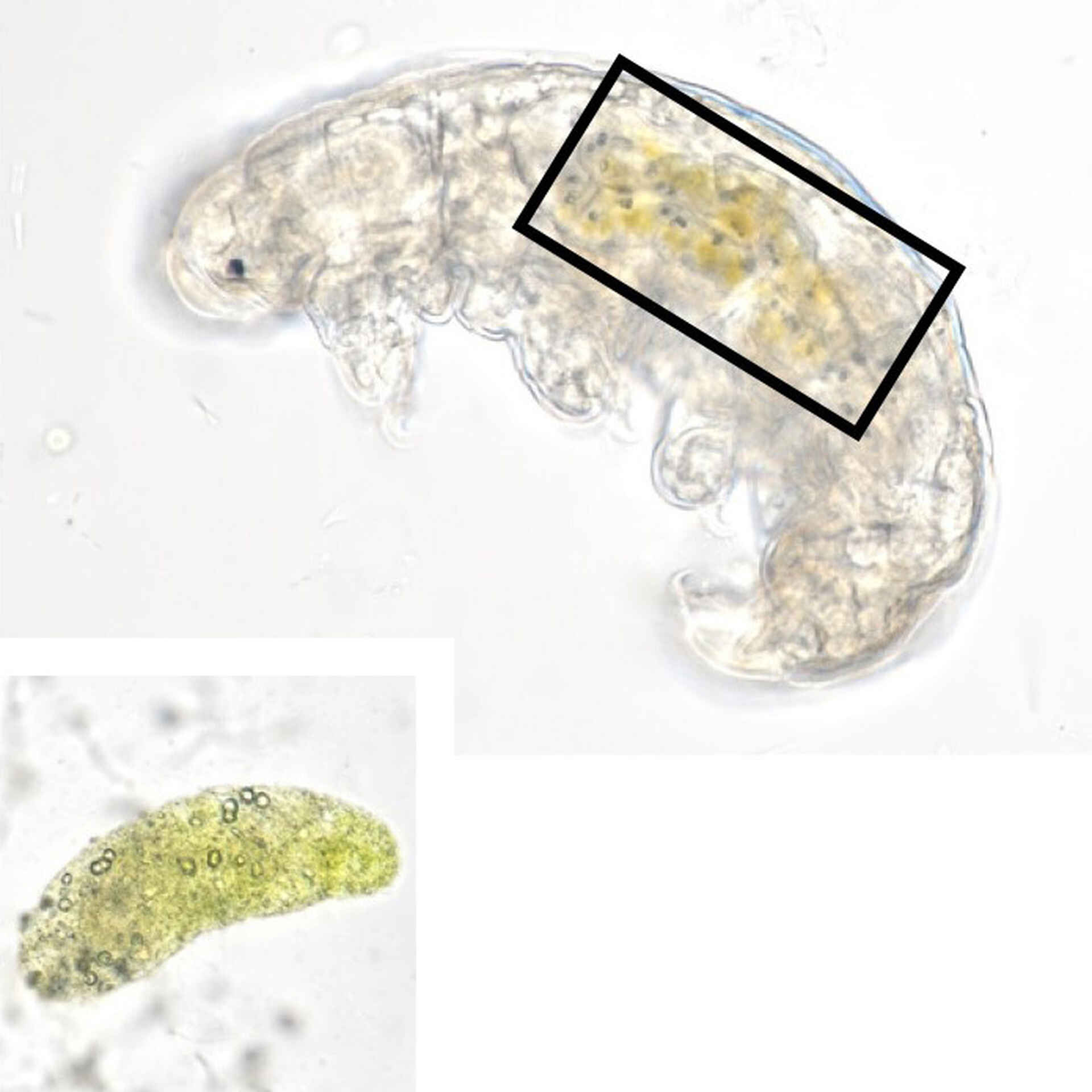 身近な苔の中に潜む不思議な最強生物クマムシ ～捕まえてみよう、観察してみよう～ | アプリケーションノート | 学ぶ・知る | 株式会社ニコン ...
