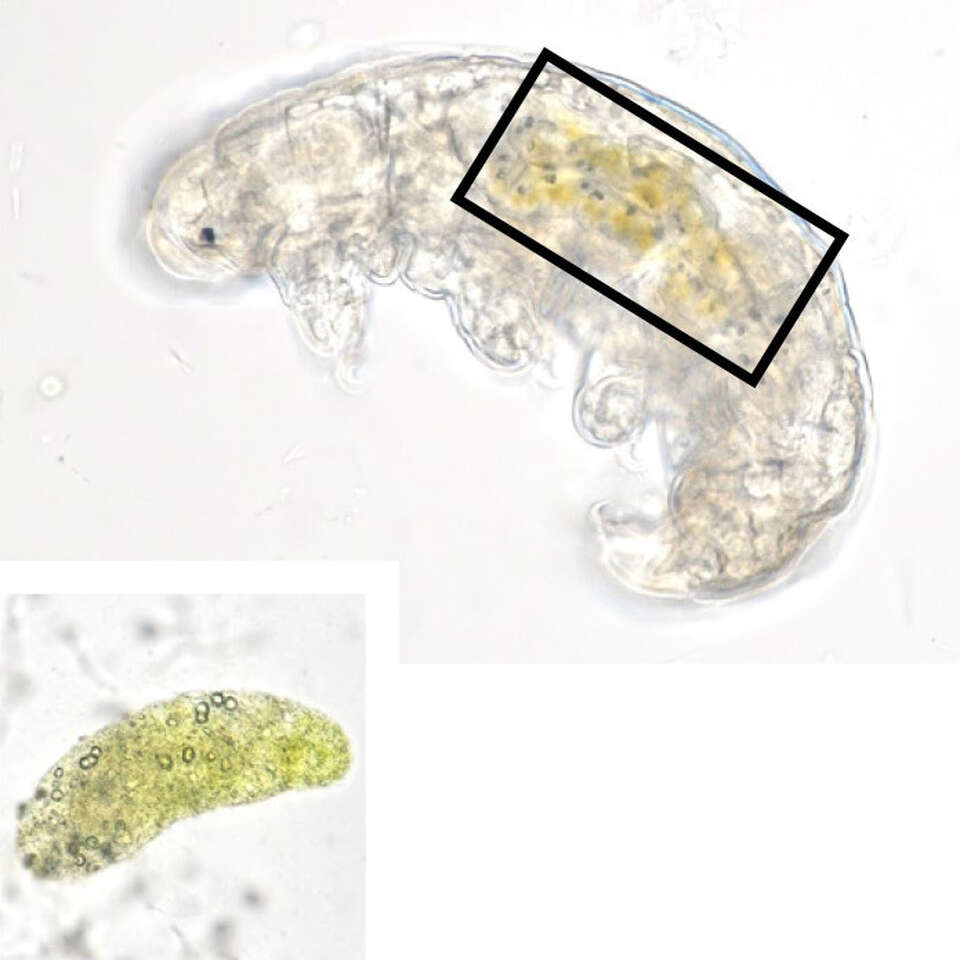 身近な苔の中に潜む不思議な最強生物クマムシ ～捕まえてみよう、観察してみよう～ | アプリケーションノート | 学ぶ・知る | 株式会社ニコン ...