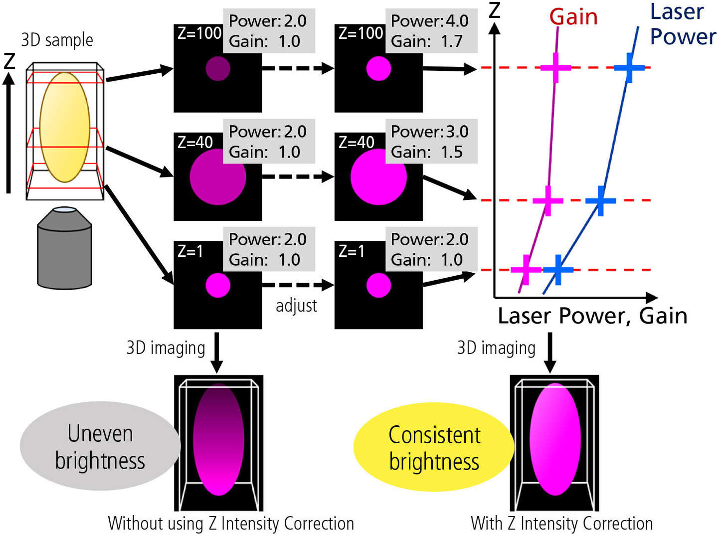 3D Confocal Imaging of Thick Samples Using Z Intensity Correction