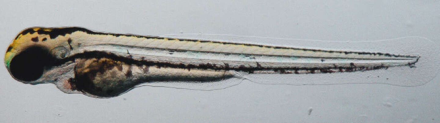 ds10_Color- ds10_Color-