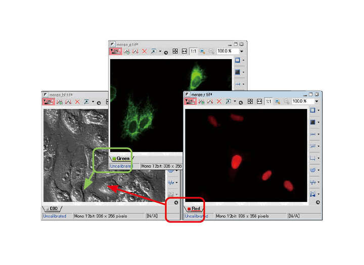 NISElements imaging software ECLIPSE Ni Series Upright Microscopes