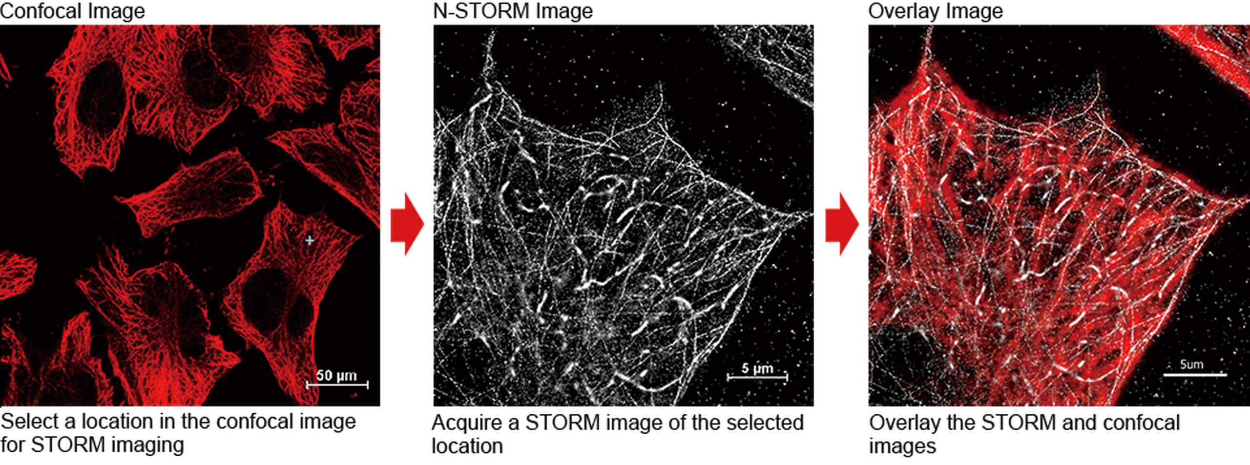 N Storm Super Resolution Microscopes Microscope Products Nikon Europe Bv 7900