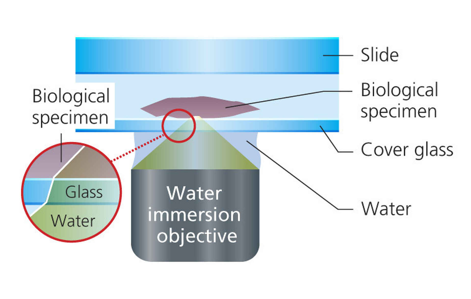 Comparison of immersion objective types Optics Microscope