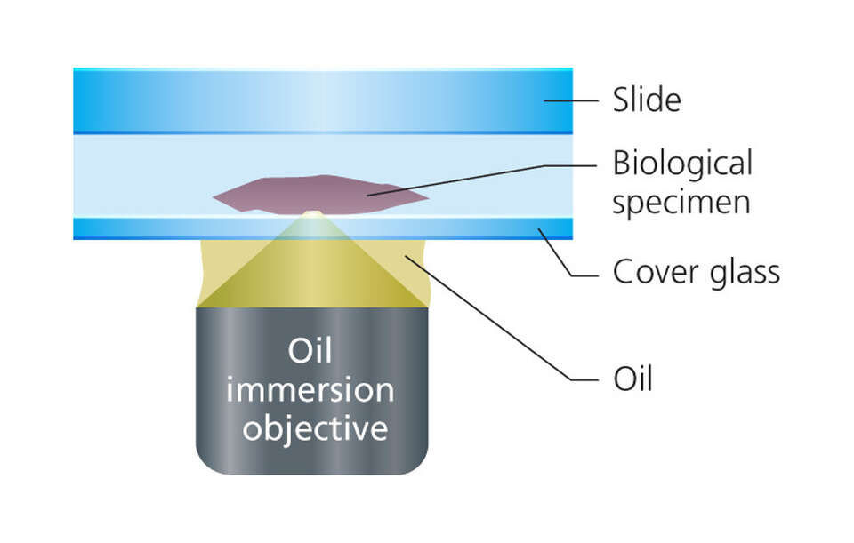 Comparison of immersion objective types Optics Microscope