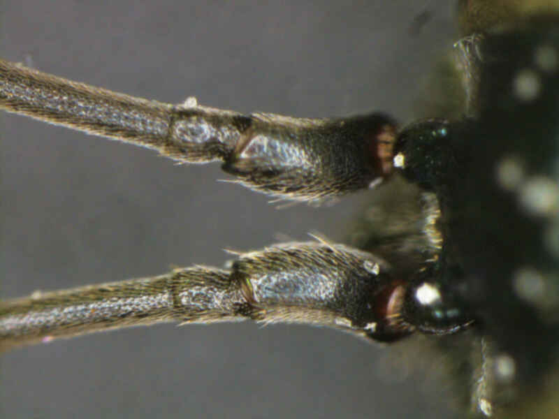 SMZ1270 / SMZ1270i Stereo Microscopes Microscope Products Nikon