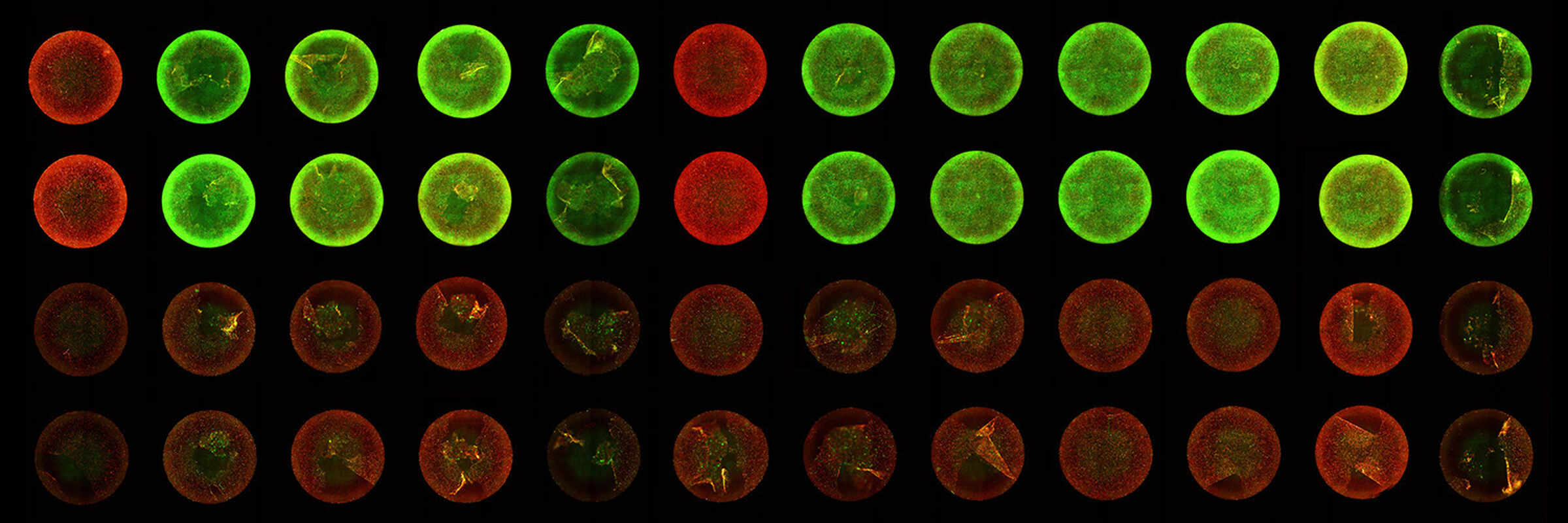 Frequently Asked Questions | Nikon BioImaging Lab - Europe | Nikon ...