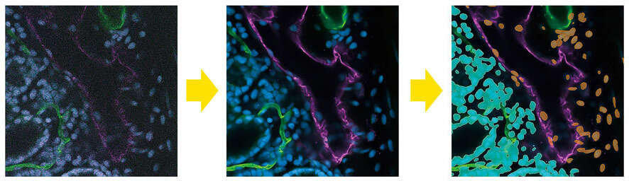 8k Microscope Nikon introduces the AX R MP with NSPARC Super-Resolution Multiphoton ...