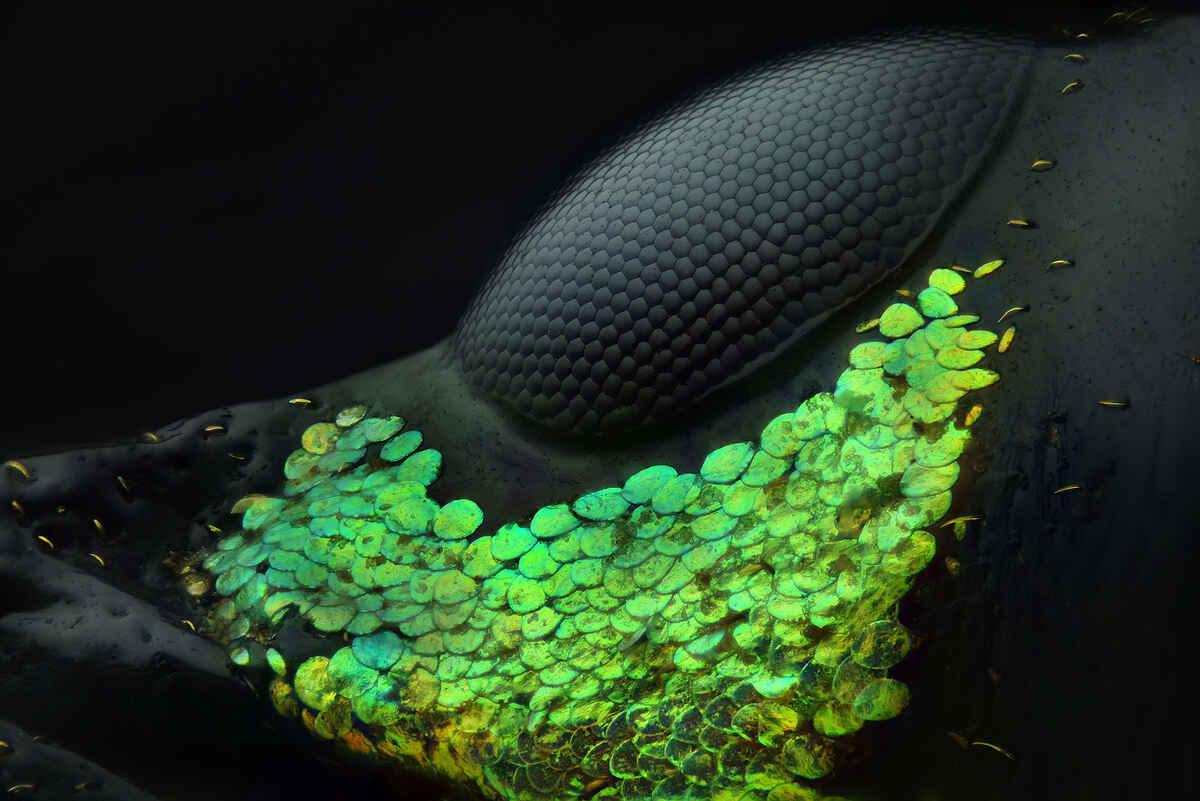 nikon small world photography