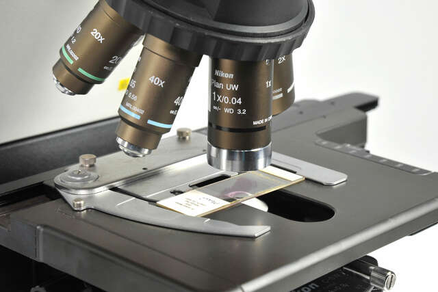 Microscopic Slides Series