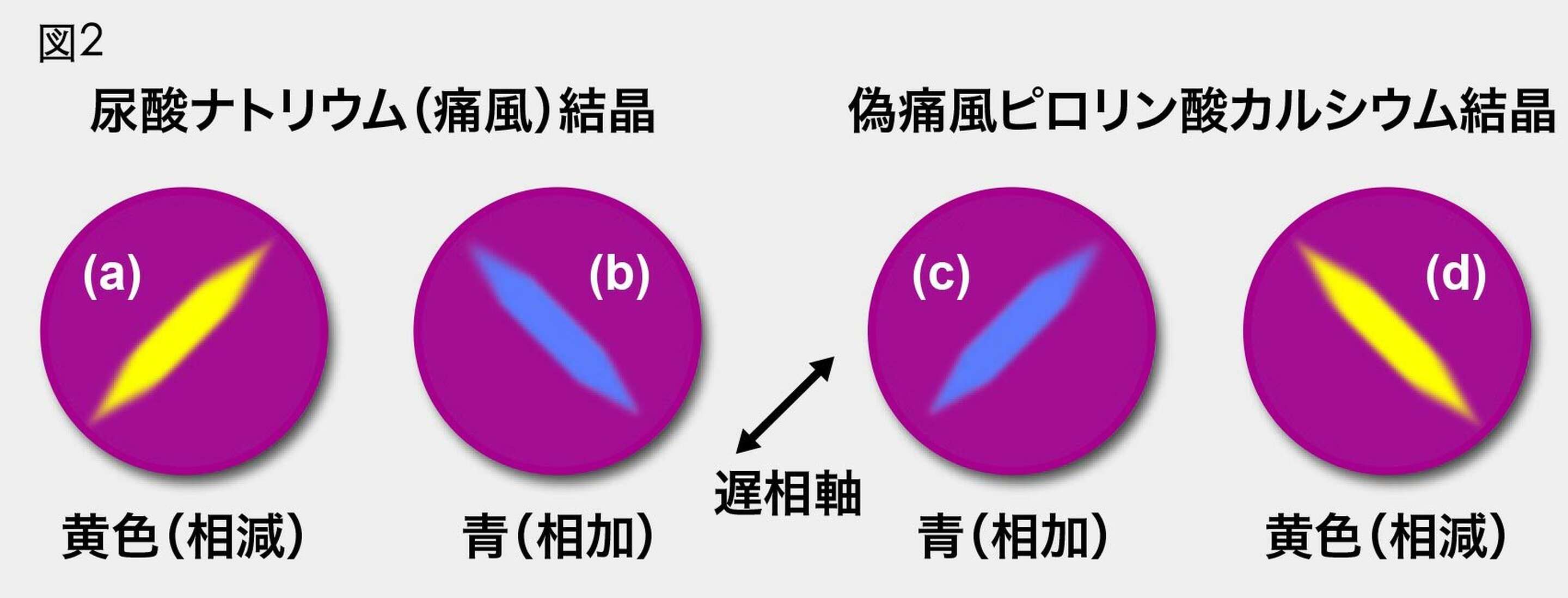 彼らは何ですか？