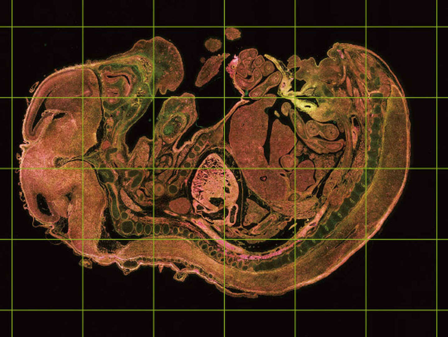 High Throughput Imaging | Life Sciences | Solutions | Nikon Instruments ...