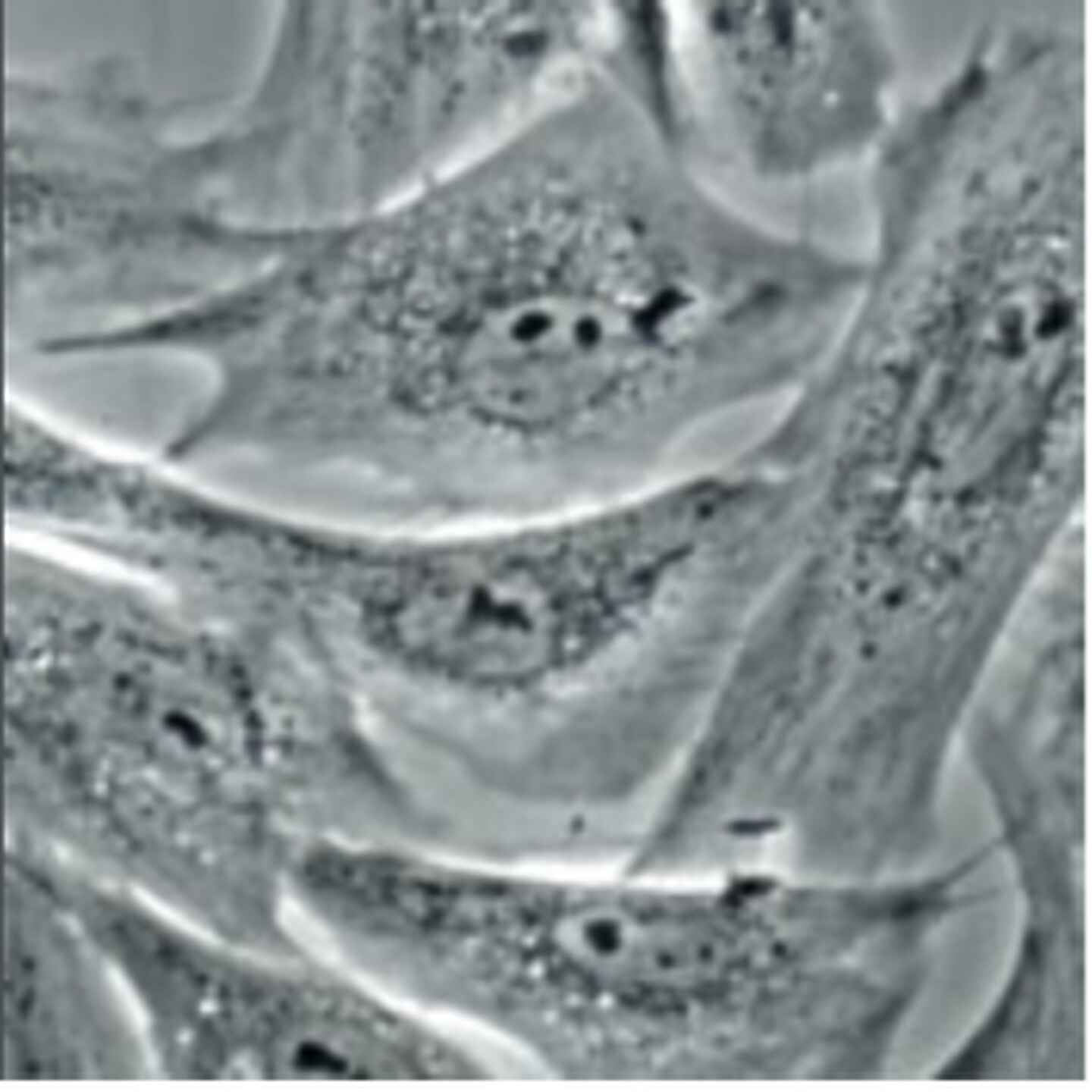 Tissue Culture Life Sciences Solutions Nikon Instruments Inc.