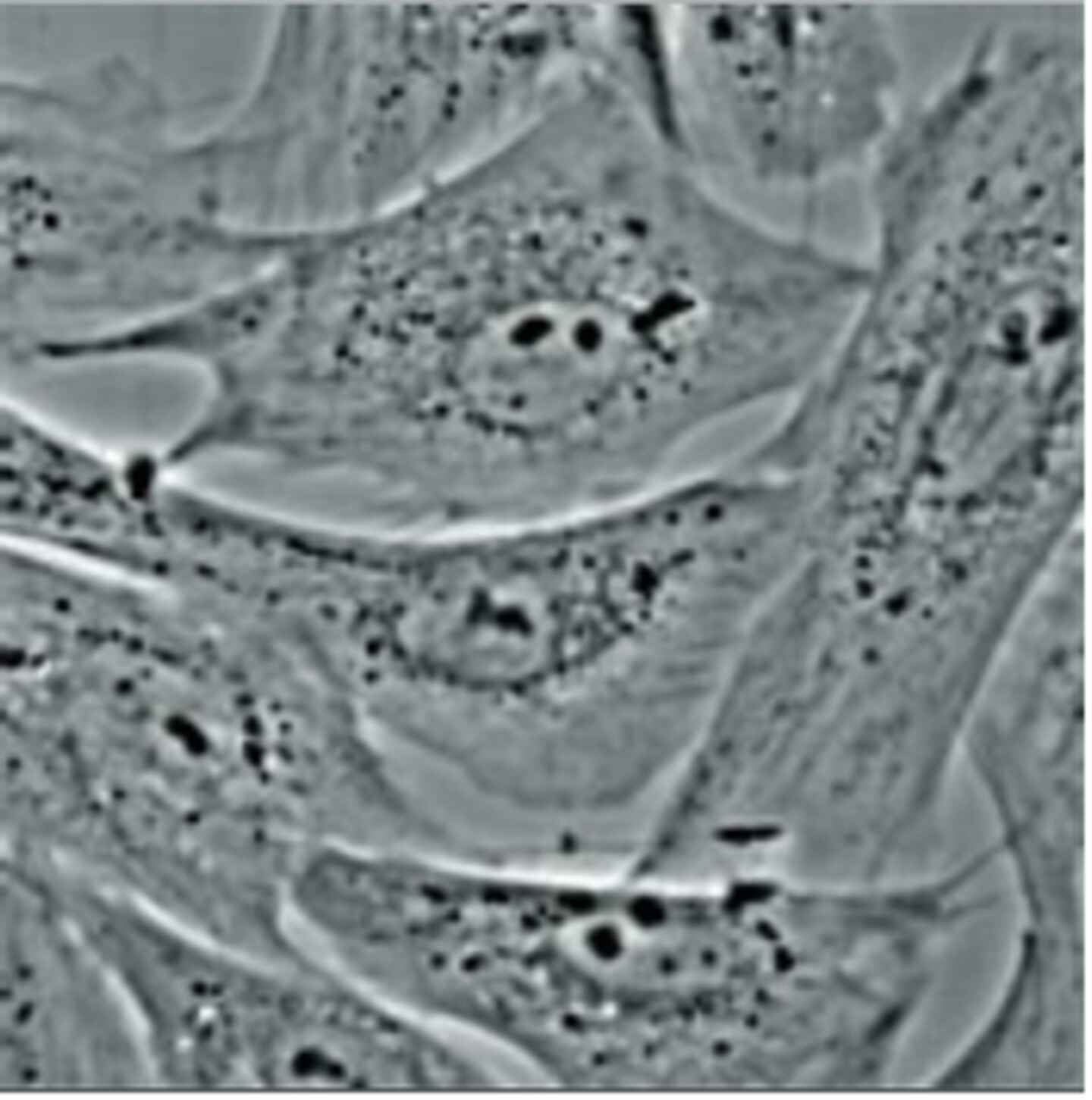 Tissue Culture Life Sciences Solutions Nikon Instruments Inc.