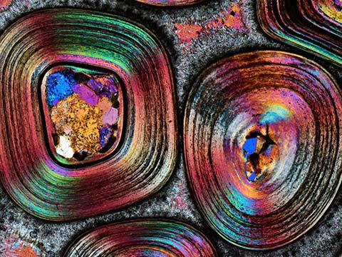 Housefly compound eye pattern, 2019 Photomicrography Competition