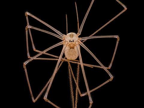 Aranha de porão de corpo comprido e par de pernas longas microfotografia fotografia com microscópio
