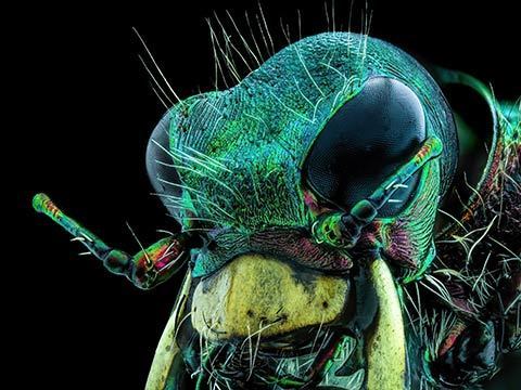 Uma mosca sob o queixo de um besouro-tigre microfotografia fotografia com microscópio