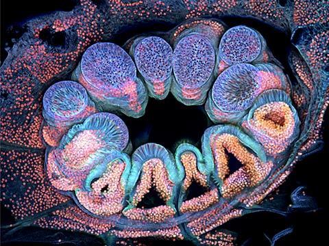 Autofluorescência de um único pólipo de coral fotografia com microscópio microfotografia