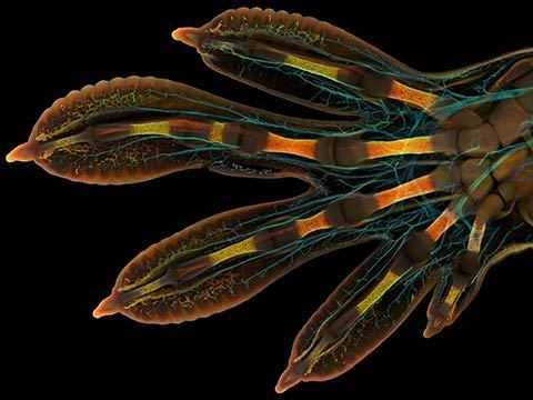 Mão embrionária de uma lagartixa gigante de Madagascar microfotografia fotografia com microscópio