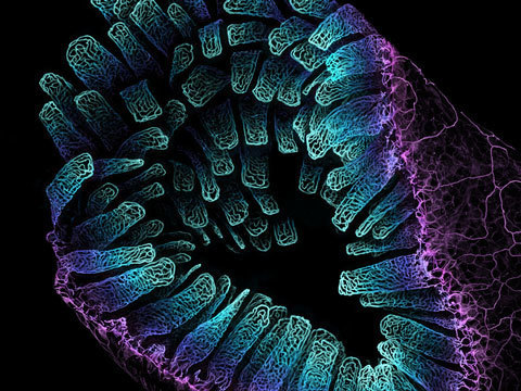 Redes de vasos sanguíneos no intestino de um camundongo adulto microfotografia fotografia com microscópio